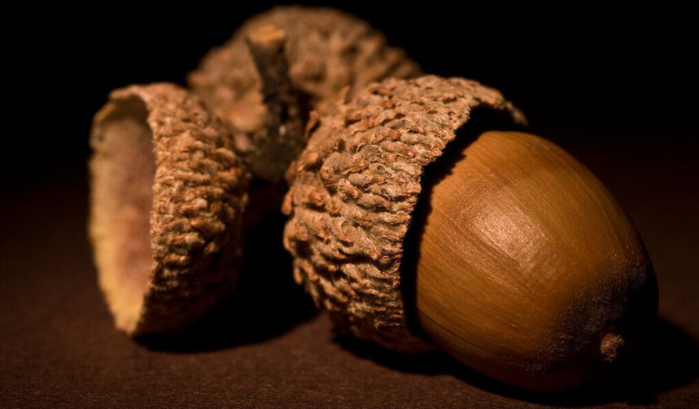 amulet for success - acorn